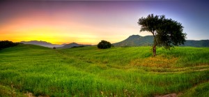 Meadow