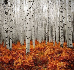 Colorado Birch Trees